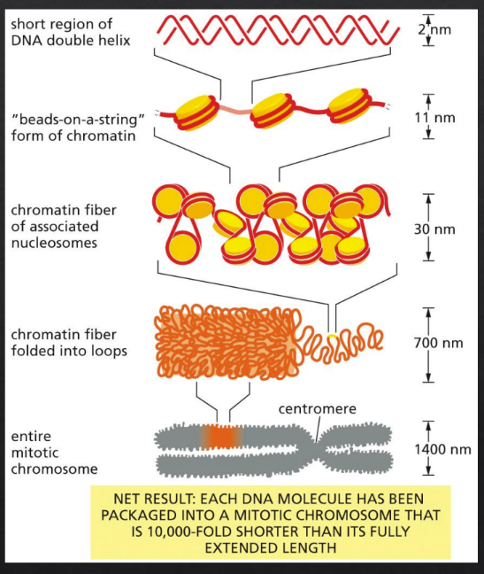 <p>Describe the packing and organization of DNA in chromosomes (include timing during cell cycle &amp; proteins involved)</p>