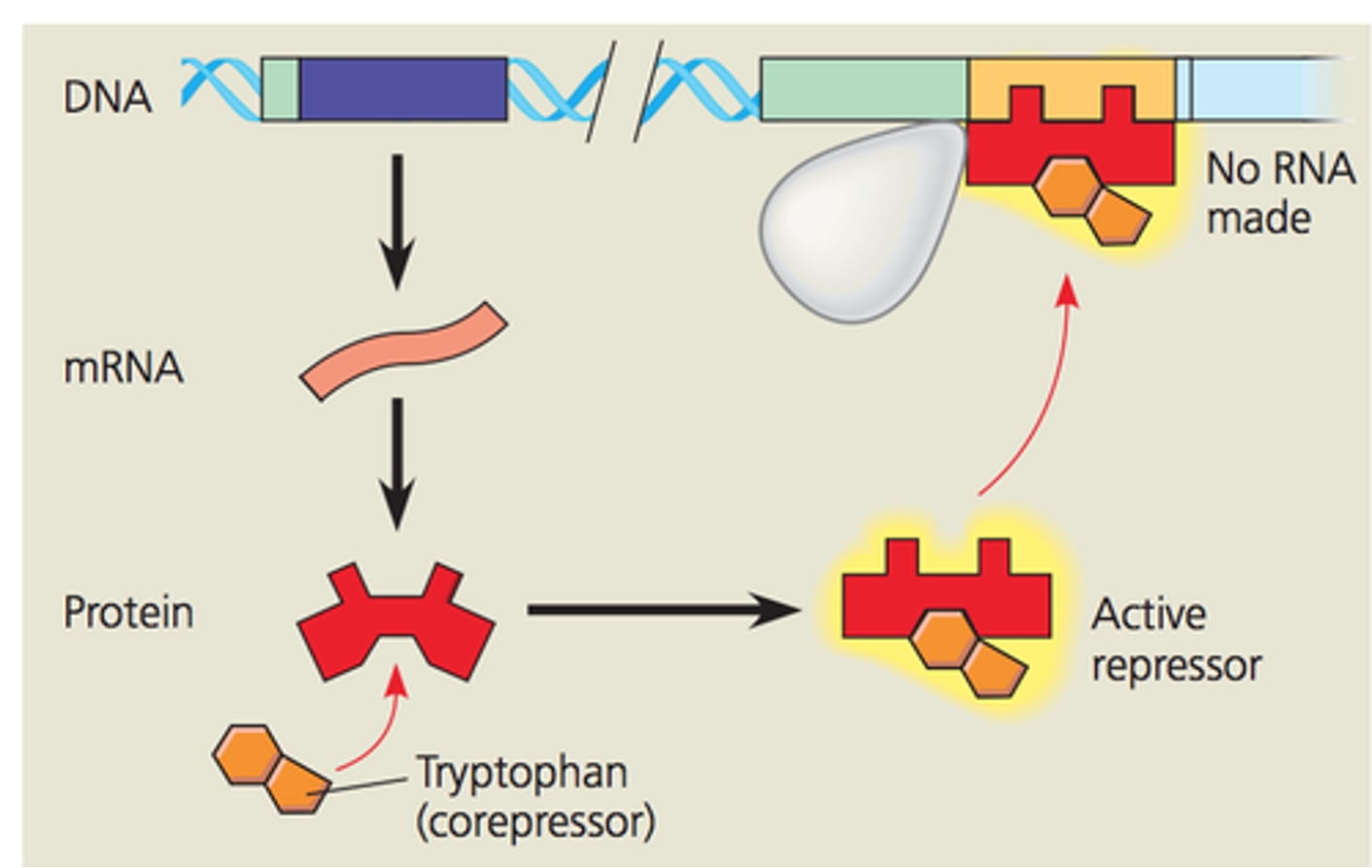 <p>The regulatory gene secretes a repressor that can repress the operon by binding to the operator and preventing RNA polymerase from transcribing.</p><p>corepressor- a molecule that works with a repressor to repress the operon</p><ul><li><p>negative feedback</p></li><li><p><mark data-color="green" style="background-color: green; color: inherit">negative control</mark>- operon is switched off by an active form of <mark data-color="yellow" style="background-color: yellow; color: inherit">repressor</mark></p></li><li><p>only active in the presence of <mark data-color="yellow" style="background-color: yellow; color: inherit">tryptophan</mark>. Tryptophan (corepressor) binds to the repressor, activating it.</p></li><li><p>usually function in <mark data-color="yellow" style="background-color: yellow; color: inherit">anabolic</mark> pathways</p></li></ul><p></p>