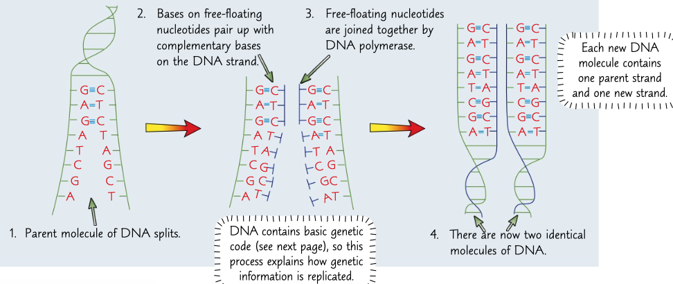 <p>DNA has to be copied for cell growth</p><ul><li><p>hydrogen bonds break and DNA unzips</p></li><li><p>free nucleotides pair up with bases by complementary base pairing</p></li><li><p>DNA polymerase joins nucleotides together to from a polynucleotide chain</p></li><li><p>results on 2 identical double strands DNA</p></li></ul>