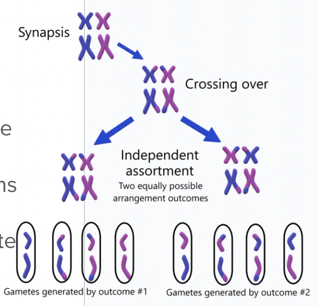 <p>Of <span style="background-color: transparent; font-family: "Proxima Nova", sans-serif;"><span>an egg cell (any two parents will produce a zygote with 2</span><sup><span>23 </span></sup><span>x</span><sup><span> </span></sup><span>2</span><sup><span>23 </span></sup><span>possible diploid combinations)</span></span></p>