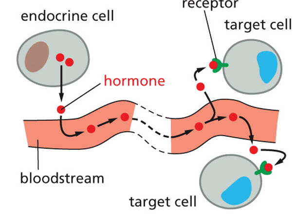 blanket message to who body through blood or sap via hormone 