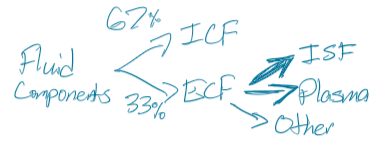 <p>ICF (67%)<br>ECF (33%): Mostly ISF, then plasma, little transcellular </p>