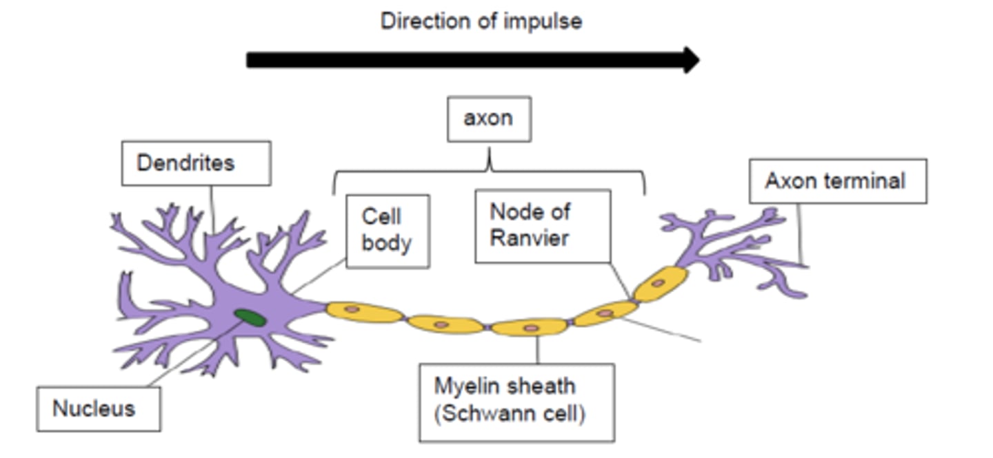 <p>cell body, dendrites, axon, schwann cells, myelin sheath, nodes of ranvier, axon terminal</p>