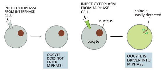 <p>early studies used frog eggs — easy to see/manipulate</p><p>suggests a maturation-promoting factor (cyclin): can trigger mitosis, activity is cyclical</p>