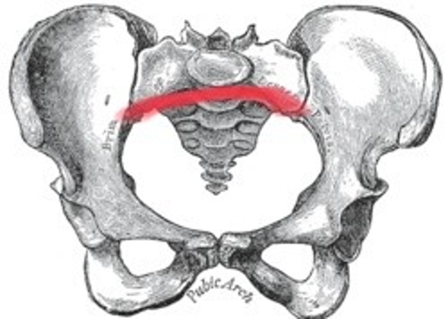 <p>ridge</p><p>up against sacrum bone</p><p>posterior 1/3</p>