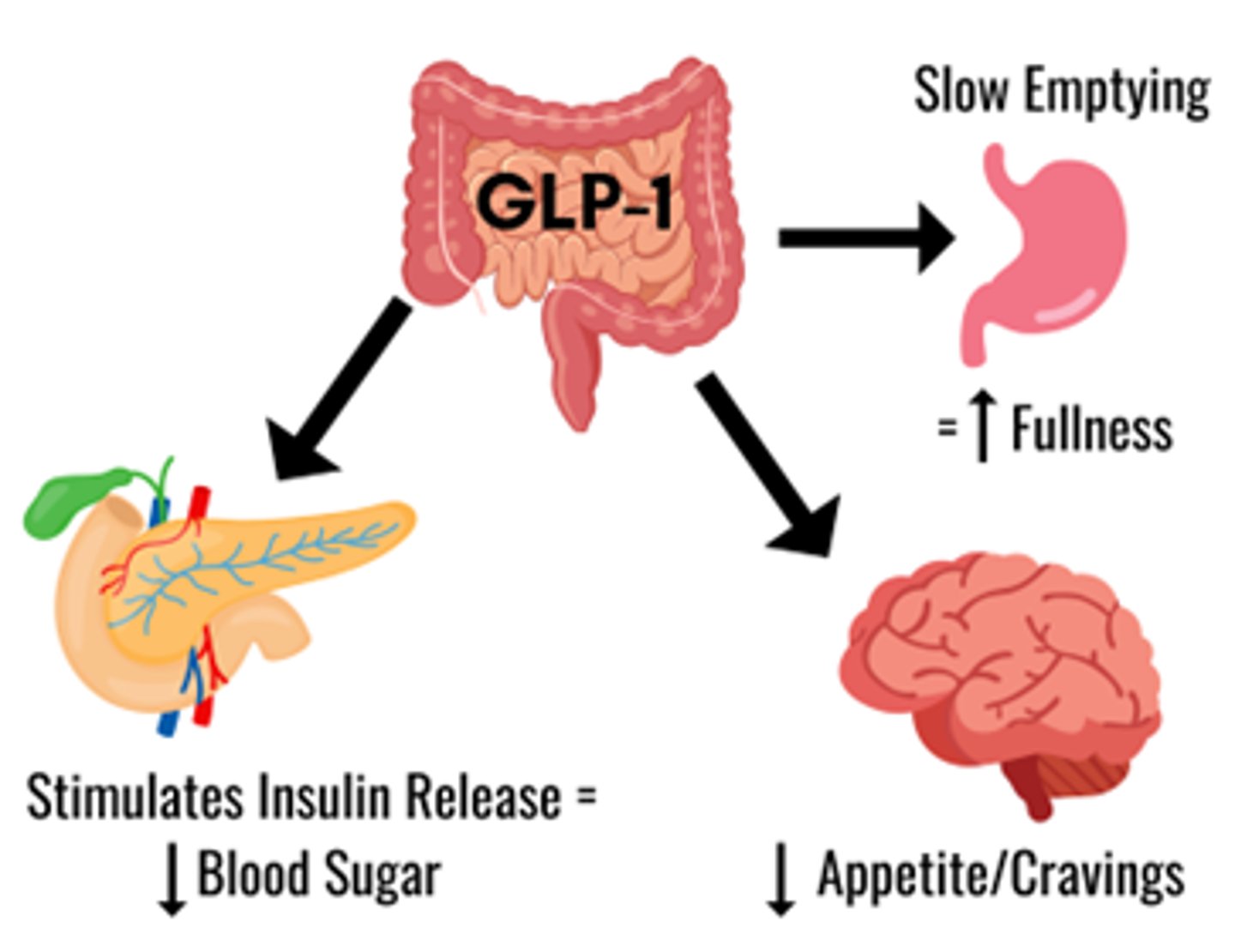 <p>- antidiabetic agents for DM II</p><p>- bind GLP-1 receptor (beta cell) & simulates satiety (fullness) causing decreased appetite & decreases GI glucose uptake</p><p>- Dulaglutide (Trulicity, SC)</p><p>- Semaglutide (Ozempic, SC; Rybelsus, PO, Wegovy, SC)</p>