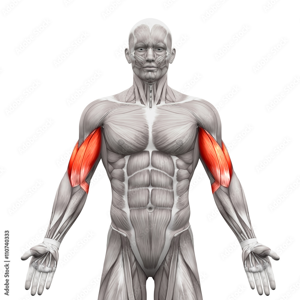Identify what muscle this is