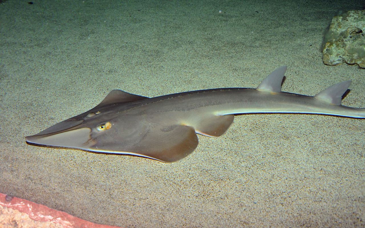 <p>Swim with shark-like tail</p>