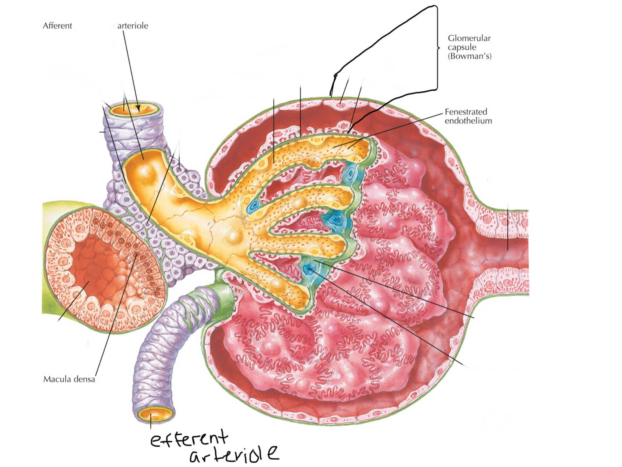 knowt flashcard image
