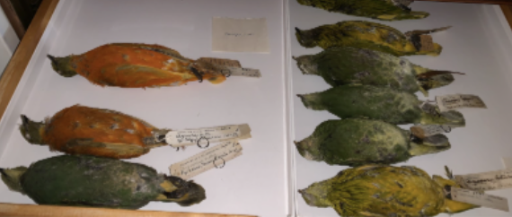 <p>Pigeons &amp; Doves</p>