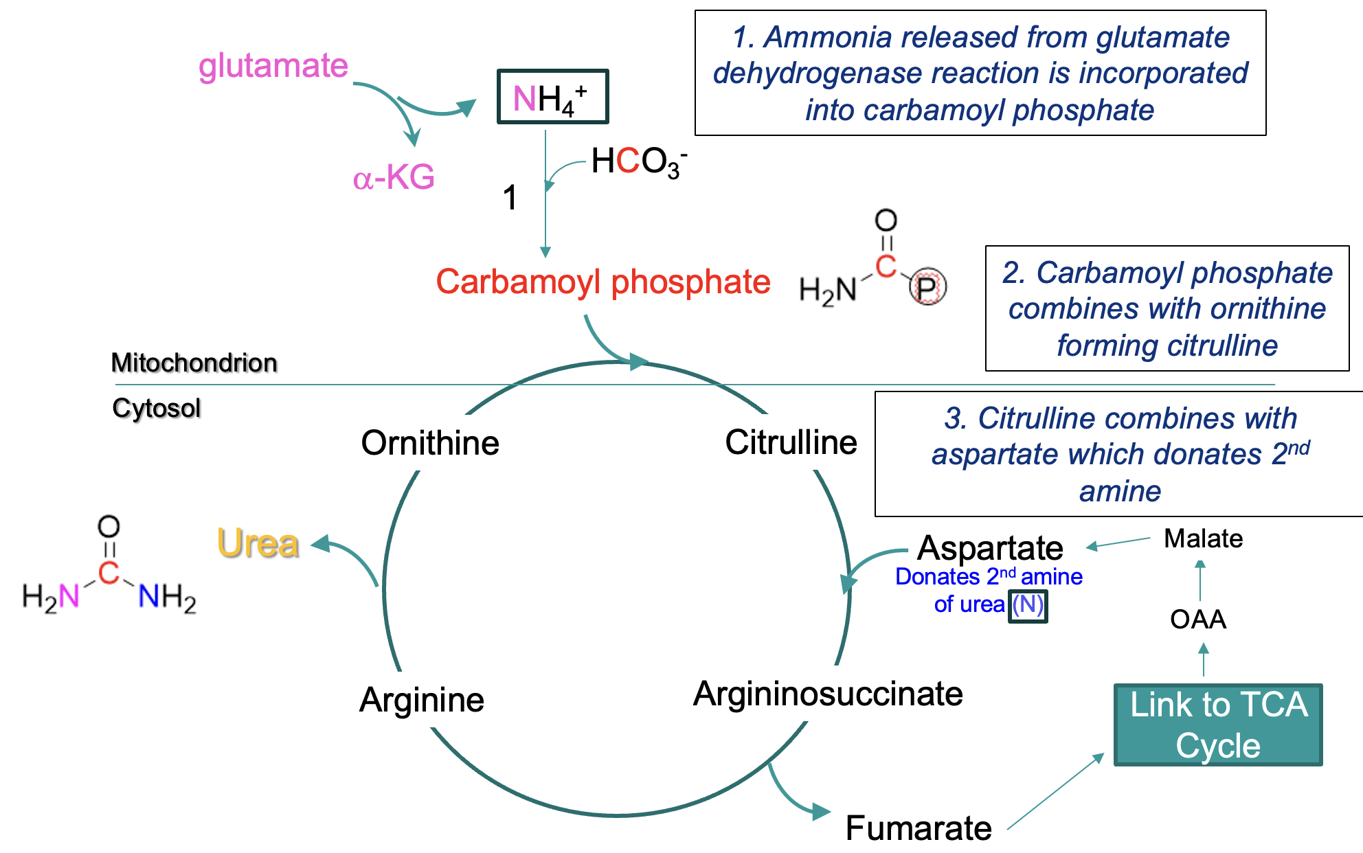 <ol><li><p>mitochondrial matrix: </p><p>ammonia → carbamoyl phosphate</p></li><li><p>carbamoyl phosphate + <u>ornithine</u> → <u>citrulline</u> (crosses from mitochondrion into cytosol)</p></li><li><p>citrulline + <u>aspartate</u> (donates 2nd amine) —eventually→ <u>arginine</u>, arginine → urea + ornithine</p></li><li><p>ornithine reused in cycle</p></li></ol><p></p>