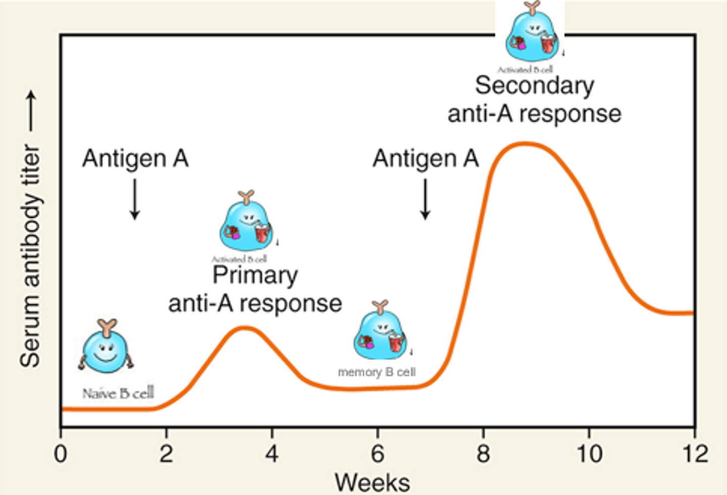 <p>- Helper T cell launches immune response</p><p>- Hypersensitivity could be a bad thing on second exposure</p><p>- Takes about 2-3 weeks for our adaptive immune system to identify an antigen to launch attack</p>