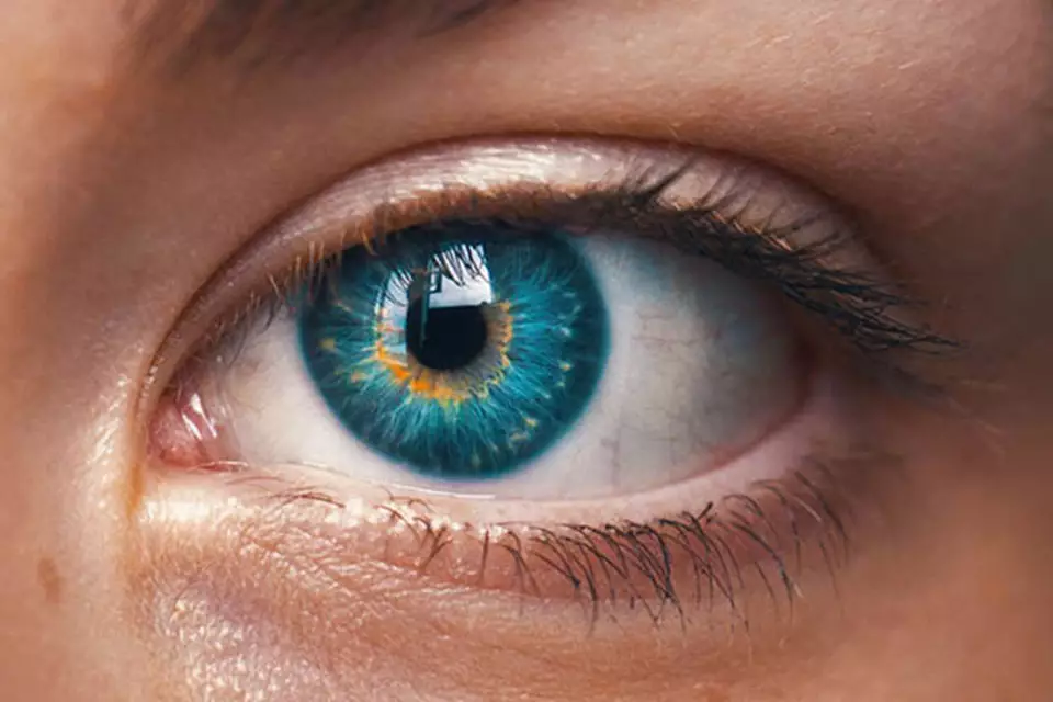 <p>das auge</p>