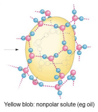<p>water molecules form a highly ordered, cage like shell around each solute molecule which decreases entropy; this tends to force non polar solute together in blobs</p>