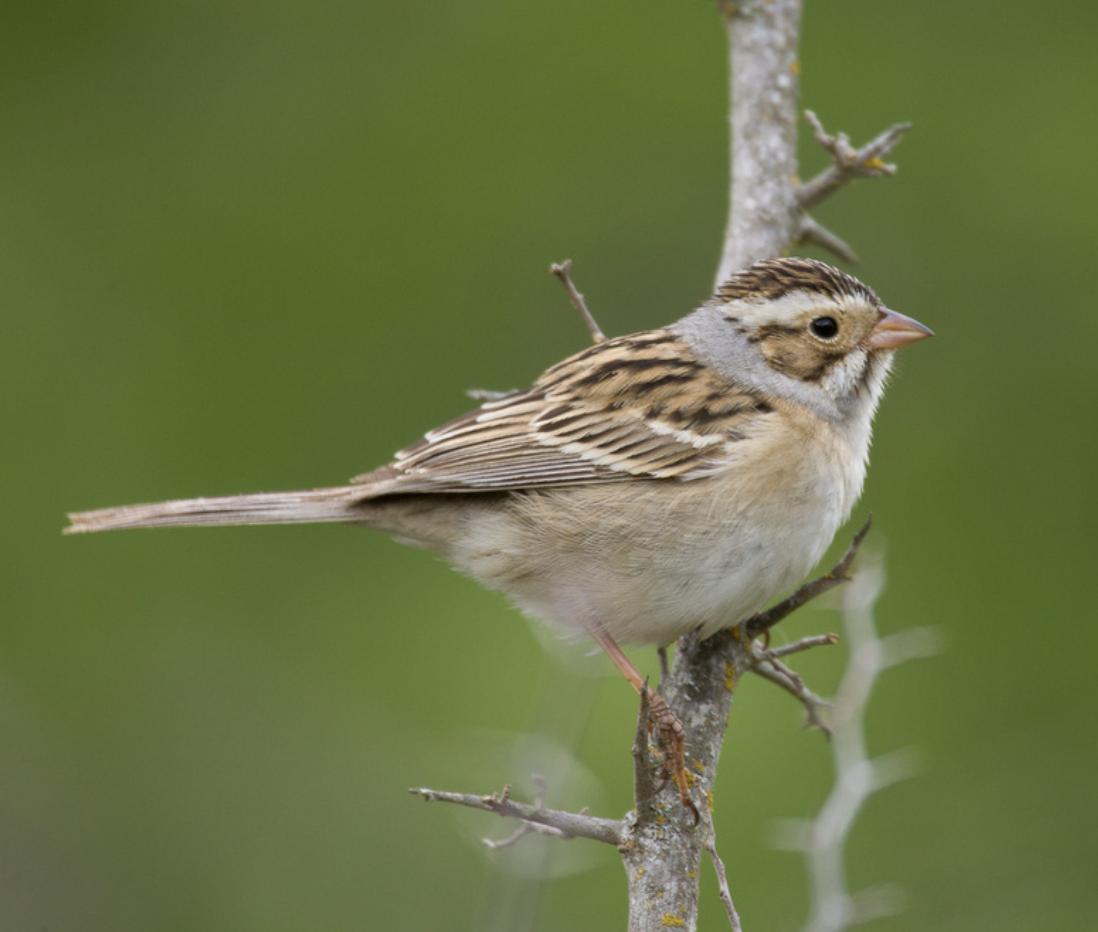 <p>What is this bird?</p>
