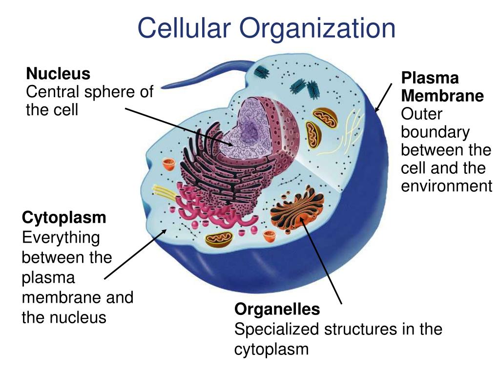 <p><span data-name="petri_dish" data-type="emoji">🧫</span> <strong>1. Prokaryotic vs. Eukaryotic Cells</strong> </p><table style="min-width: 75px;"><colgroup><col style="min-width: 25px;"><col style="min-width: 25px;"><col style="min-width: 25px;"></colgroup><tbody><tr><th colspan="1" rowspan="1"><p>Type</p></th><th colspan="1" rowspan="1"><p>Characteristics</p></th><th colspan="1" rowspan="1"><p>Examples</p></th></tr><tr><td colspan="1" rowspan="1"><p><strong>Prokaryotic Cells</strong></p></td><td colspan="1" rowspan="1"><p>- No nucleus (DNA floats in cytoplasm) <br>- No membrane-bound organelles <br>- Simple structure</p></td><td colspan="1" rowspan="1"><p><strong>Bacteria</strong>, <strong>Archaea</strong></p></td></tr><tr><td colspan="1" rowspan="1"><p><strong>Eukaryotic Cells</strong></p></td><td colspan="1" rowspan="1"><p>- Has a nucleus <br>- Contains membrane-bound organelles <br>- More complex structure</p></td><td colspan="1" rowspan="1"><p><strong>Plant cells</strong>, <strong>Animal cells</strong>, <strong>Fungi</strong>, <strong>Protists</strong></p></td></tr></tbody></table><p> </p><div data-type="horizontalRule"><hr></div><p> <span data-name="herb" data-type="emoji">🌿</span> <strong>2. Plant Cells vs. Animal Cells (Eukaryotic)</strong> </p><table style="min-width: 75px;"><colgroup><col style="min-width: 25px;"><col style="min-width: 25px;"><col style="min-width: 25px;"></colgroup><tbody><tr><th colspan="1" rowspan="1"><p>Feature</p></th><th colspan="1" rowspan="1"><p><strong>Plant Cell</strong></p></th><th colspan="1" rowspan="1"><p><strong>Animal Cell</strong></p></th></tr><tr><td colspan="1" rowspan="1"><p>Cell wall</p></td><td colspan="1" rowspan="1"><p><span data-name="check_mark_button" data-type="emoji">✅</span> Present (cellulose)</p></td><td colspan="1" rowspan="1"><p><span data-name="cross_mark" data-type="emoji">❌</span> Absent</p></td></tr><tr><td colspan="1" rowspan="1"><p>Chloroplasts</p></td><td colspan="1" rowspan="1"><p><span data-name="check_mark_button" data-type="emoji">✅</span> Present (photosynthesis)</p></td><td colspan="1" rowspan="1"><p><span data-name="cross_mark" data-type="emoji">❌</span> Absent</p></td></tr><tr><td colspan="1" rowspan="1"><p>Vacuole</p></td><td colspan="1" rowspan="1"><p><span data-name="check_mark_button" data-type="emoji">✅</span> Large central vacuole</p></td><td colspan="1" rowspan="1"><p><span data-name="check_mark_button" data-type="emoji">✅</span> Small or absent</p></td></tr><tr><td colspan="1" rowspan="1"><p>Shape</p></td><td colspan="1" rowspan="1"><p>Usually rectangular</p></td><td colspan="1" rowspan="1"><p>Usually round</p></td></tr><tr><td colspan="1" rowspan="1"><p>Example</p></td><td colspan="1" rowspan="1"><p>Leaf cell, root cell</p></td><td colspan="1" rowspan="1"><p>Skin cell, muscle cell</p></td></tr></tbody></table><p> </p><div data-type="horizontalRule"><hr></div><p> <span data-name="dna" data-type="emoji">🧬</span> <strong>3. Specialized Cells and Their Functions</strong> </p><table style="min-width: 75px;"><colgroup><col style="min-width: 25px;"><col style="min-width: 25px;"><col style="min-width: 25px;"></colgroup><tbody><tr><th colspan="1" rowspan="1"><p>Cell Type</p></th><th colspan="1" rowspan="1"><p>Structure</p></th><th colspan="1" rowspan="1"><p>Function</p></th></tr><tr><td colspan="1" rowspan="1"><p><strong>Red Blood Cell</strong></p></td><td colspan="1" rowspan="1"><p>Biconcave, no nucleus</p></td><td colspan="1" rowspan="1"><p>Carries oxygen using hemoglobin</p></td></tr><tr><td colspan="1" rowspan="1"><p><strong>Nerve Cell (Neuron)</strong></p></td><td colspan="1" rowspan="1"><p>Long axon, dendrites</p></td><td colspan="1" rowspan="1"><p>Sends electrical signals</p></td></tr><tr><td colspan="1" rowspan="1"><p><strong>Muscle Cell</strong></p></td><td colspan="1" rowspan="1"><p>Long, contractile fibers</p></td><td colspan="1" rowspan="1"><p>Contracts to produce movement</p></td></tr><tr><td colspan="1" rowspan="1"><p><strong>Root Hair Cell (Plant)</strong></p></td><td colspan="1" rowspan="1"><p>Long extension</p></td><td colspan="1" rowspan="1"><p>Absorbs water and minerals</p></td></tr><tr><td colspan="1" rowspan="1"><p><strong>Guard Cell (Plant)</strong></p></td><td colspan="1" rowspan="1"><p>Kidney-shaped</p></td><td colspan="1" rowspan="1"><p>Controls gas exchange in leaves</p></td></tr></tbody></table><p> </p><div data-type="horizontalRule"><hr></div><p> <span data-name="delivery_truck" data-type="emoji">🚚</span> <strong>4. Transport Across Cell Membranes</strong> </p><table style="min-width: 100px;"><colgroup><col style="min-width: 25px;"><col style="min-width: 25px;"><col style="min-width: 25px;"><col style="min-width: 25px;"></colgroup><tbody><tr><th colspan="1" rowspan="1"><p>Type of Transport</p></th><th colspan="1" rowspan="1"><p>Energy Required?</p></th><th colspan="1" rowspan="1"><p>Description</p></th><th colspan="1" rowspan="1"><p>Example</p></th></tr><tr><td colspan="1" rowspan="1"><p><strong>Diffusion</strong></p></td><td colspan="1" rowspan="1"><p><span data-name="cross_mark" data-type="emoji">❌</span> No</p></td><td colspan="1" rowspan="1"><p>Movement of molecules from high to low concentration</p></td><td colspan="1" rowspan="1"><p>Oxygen entering a cell</p></td></tr><tr><td colspan="1" rowspan="1"><p><strong>Osmosis</strong></p></td><td colspan="1" rowspan="1"><p><span data-name="cross_mark" data-type="emoji">❌</span> No</p></td><td colspan="1" rowspan="1"><p>Diffusion of water across a membrane</p></td><td colspan="1" rowspan="1"><p>Water moving into root hair cells</p></td></tr><tr><td colspan="1" rowspan="1"><p><strong>Facilitated Diffusion</strong></p></td><td colspan="1" rowspan="1"><p><span data-name="cross_mark" data-type="emoji">❌</span> No</p></td><td colspan="1" rowspan="1"><p>Uses protein channels for large/polar molecules</p></td><td colspan="1" rowspan="1"><p>Glucose transport</p></td></tr><tr><td colspan="1" rowspan="1"><p><strong>Active Transport</strong></p></td><td colspan="1" rowspan="1"><p><span data-name="check_mark_button" data-type="emoji">✅</span> Yes</p></td><td colspan="1" rowspan="1"><p>Moves molecules from low to high concentration using energy (ATP)</p></td><td colspan="1" rowspan="1"><p>Sodium-potassium pump</p></td></tr><tr><td colspan="1" rowspan="1"><p><strong>Endocytosis</strong></p></td><td colspan="1" rowspan="1"><p><span data-name="check_mark_button" data-type="emoji">✅</span> Yes</p></td><td colspan="1" rowspan="1"><p>Cell engulfs material into vesicle</p></td><td colspan="1" rowspan="1"><p>White blood cell engulfing bacteria</p></td></tr><tr><td colspan="1" rowspan="1"><p><strong>Exocytosis</strong></p></td><td colspan="1" rowspan="1"><p><span data-name="check_mark_button" data-type="emoji">✅</span> Yes</p></td><td colspan="1" rowspan="1"><p>Cell expels material via vesicle</p></td><td colspan="1" rowspan="1"><p>Release of neurotransmitters</p></td></tr></tbody></table><p></p>