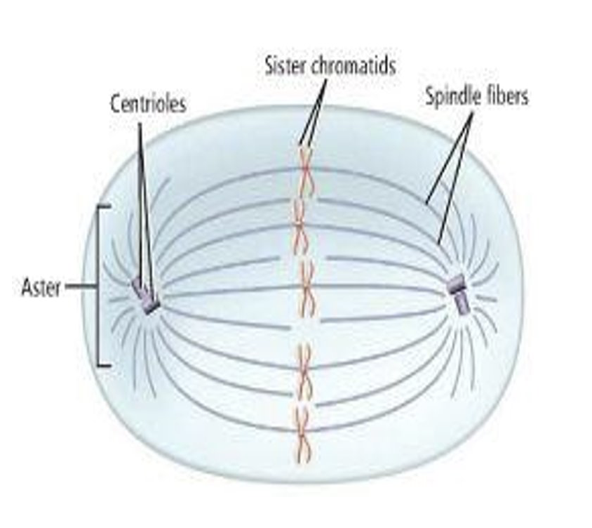 <ul><li><p>centrioles make spindle fibers during mitosis and meiosis</p></li><li><p>spindle fibers help pull chromosomes apart during mitosis and meiosis</p></li><li><p>fun fact: centrioles form the flagellar tail of sperm cells!</p></li></ul><p></p>