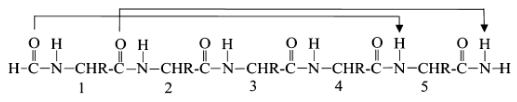 <p>16 atoms H-bonds; i to i+5</p>