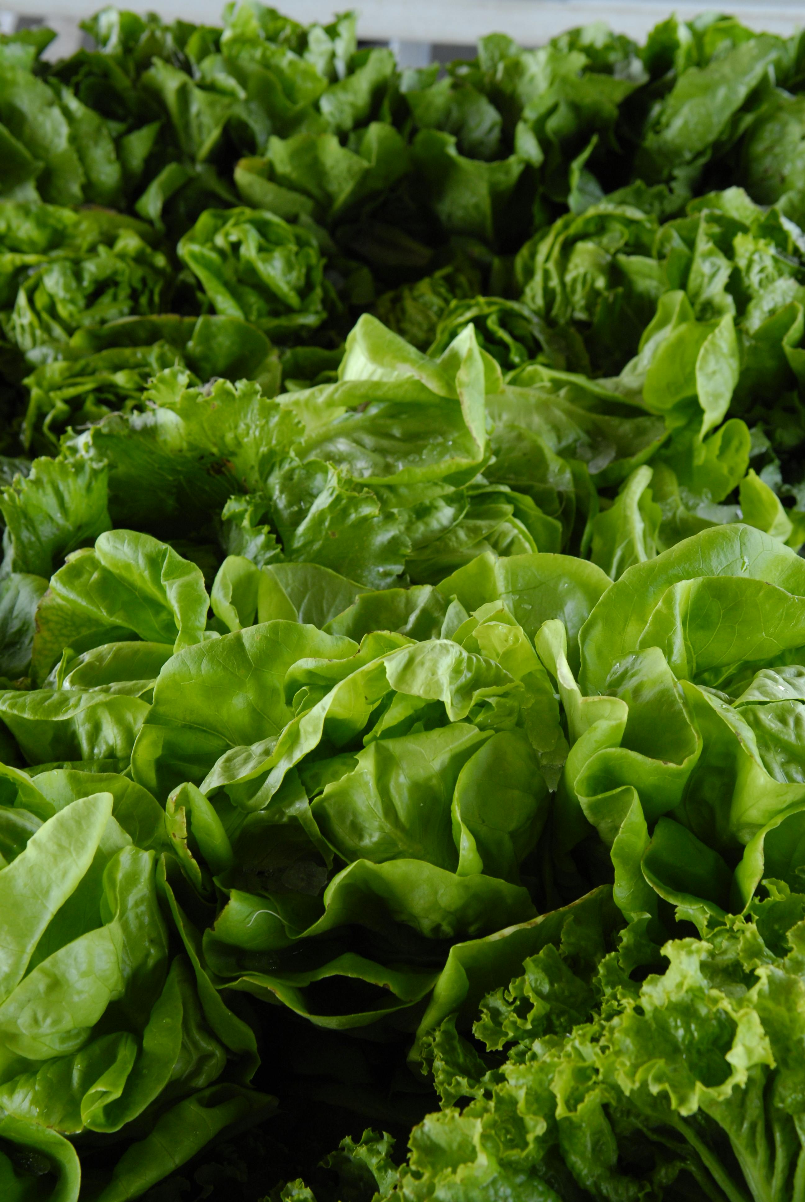 <p>Leafy green veggies, liver, legumes</p>