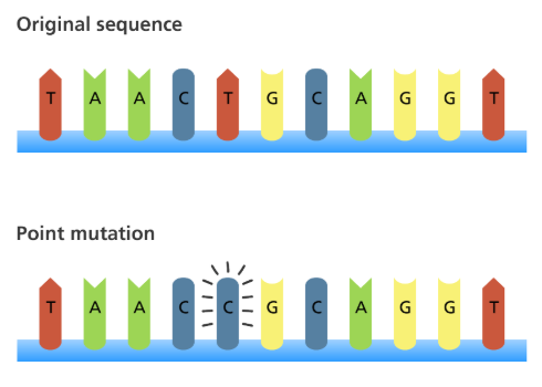 <p>A base is changed, but the number of bases stays the same. There are three types of point mutations: silent, missense, and nonsense.</p>
