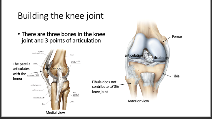 <ol><li><p><span style="background-color: transparent;"><span>Femur, tibia and fibula (note teh fibula doesnt contribute to knee joint</span></span></p></li><li><p><span style="background-color: transparent;"><span>The patella articulates with the femur </span></span></p></li><li><p><span style="background-color: transparent;"><span>Articulation of the femur and the tiba </span></span></p></li></ol><p></p>