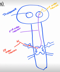 <p>-<span style="font-size: 7pt; font-family: &quot;Times New Roman&quot;">&nbsp;&nbsp;&nbsp;&nbsp;&nbsp;&nbsp;&nbsp; </span>Between two neurons, typically found in between the brain or the spinal cord</p><p class="MsoListParagraphCxSpLast">-<span style="font-size: 7pt; font-family: &quot;Times New Roman&quot;">&nbsp;&nbsp;&nbsp;&nbsp;&nbsp;&nbsp;&nbsp; </span>Takes the info up the spinal cord and take it to the thalamus</p><p class="MsoListParagraphCxSpLast"></p><ul><li><p class="MsoListParagraphCxSpLast">spinal cord, entering the brain</p></li></ul><p></p>