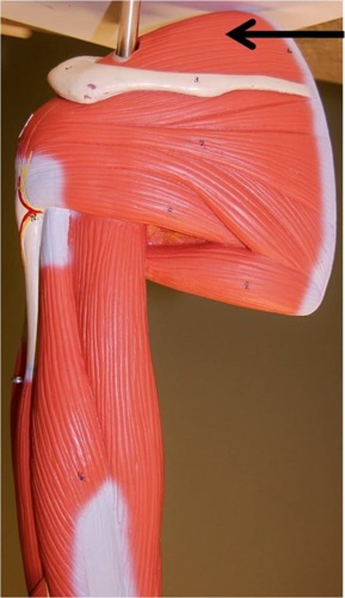 <p>Supraspinatus</p>