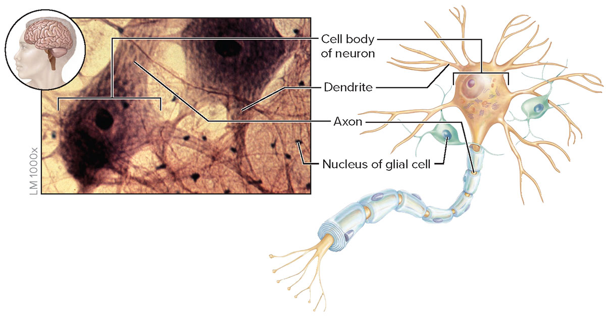 <p>nervous tissue features</p>