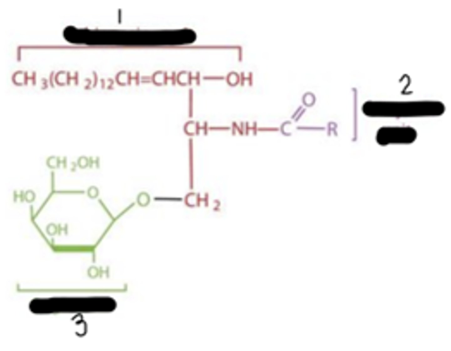 <p>This is a sphingolipids. What's "1","2", and "3"?</p>