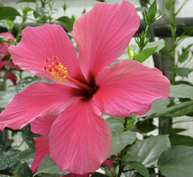 <p>Name This Flower</p>