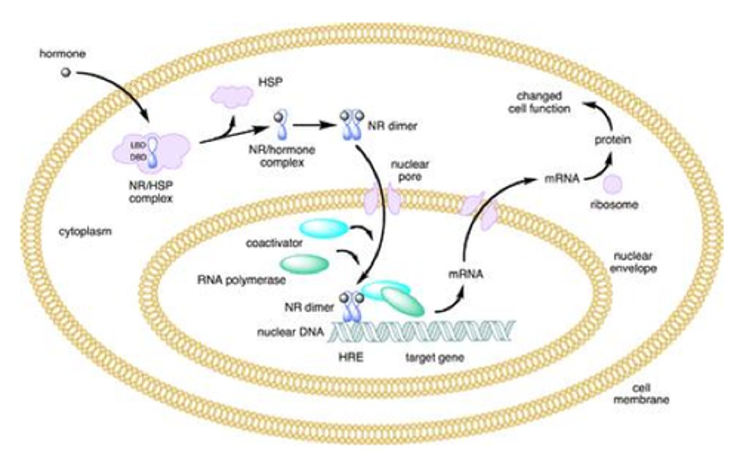 <p>Cortisol binds to the glucocorticoid receptor (GR) in the brain</p><p>sends a signal to the hypothalamus: "Stress is over — stop the response"</p>