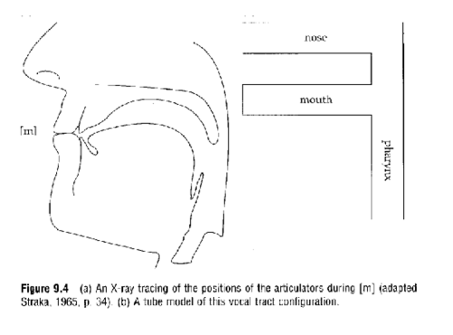 <p>the longer the side cavity</p>