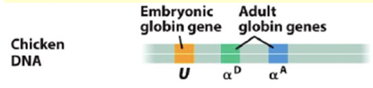 <p>DNase I sensitivity was tested on different tissues and at different times in development. Based on the DNA, recall where the hypersensitive sites are for each stage of development and explain the importance of this: Erythroblasts in the first 24 hours, at 5 days, and at 14 days. What about brain cells throughout development?</p>