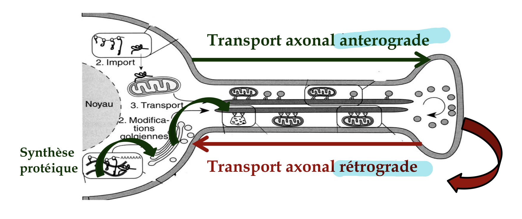 <p>transport bidirectionnel</p><p>-du péricaryon et l’extrémité de l’axone (transport de protéines et des composantes membranaires)</p><p>-des boutons synaptiques vers le péricaryon: transférer les substances extracell captées vers le péricaryon</p>