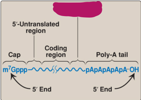 <p>Label this part of mRNA.</p>