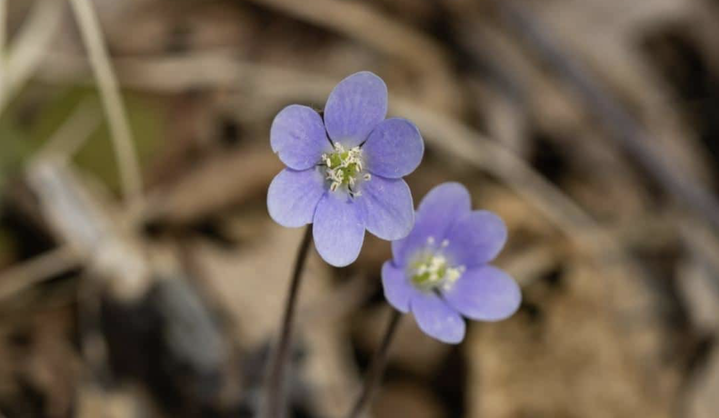 Flower 232