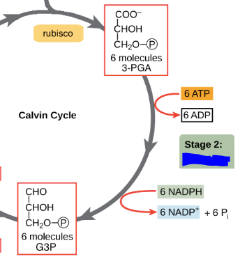 <p>The second stage of the Calvin cycle. ATP and NADPH are used to convert 3-PGA molecules into molecules of a 3 carbon sugar, glyceraldehyde-3-phosphate. NADPH reduces a 3 carbon intermediate to make a G3P in this stage hence the name of the stage.</p>