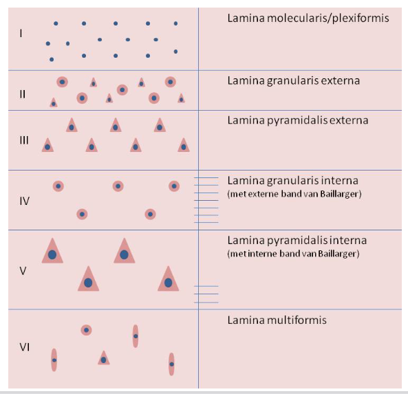 <p><strong>cerebrum: </strong>cytoarchitectuur van de neocortex → lagen van de neocortex</p>