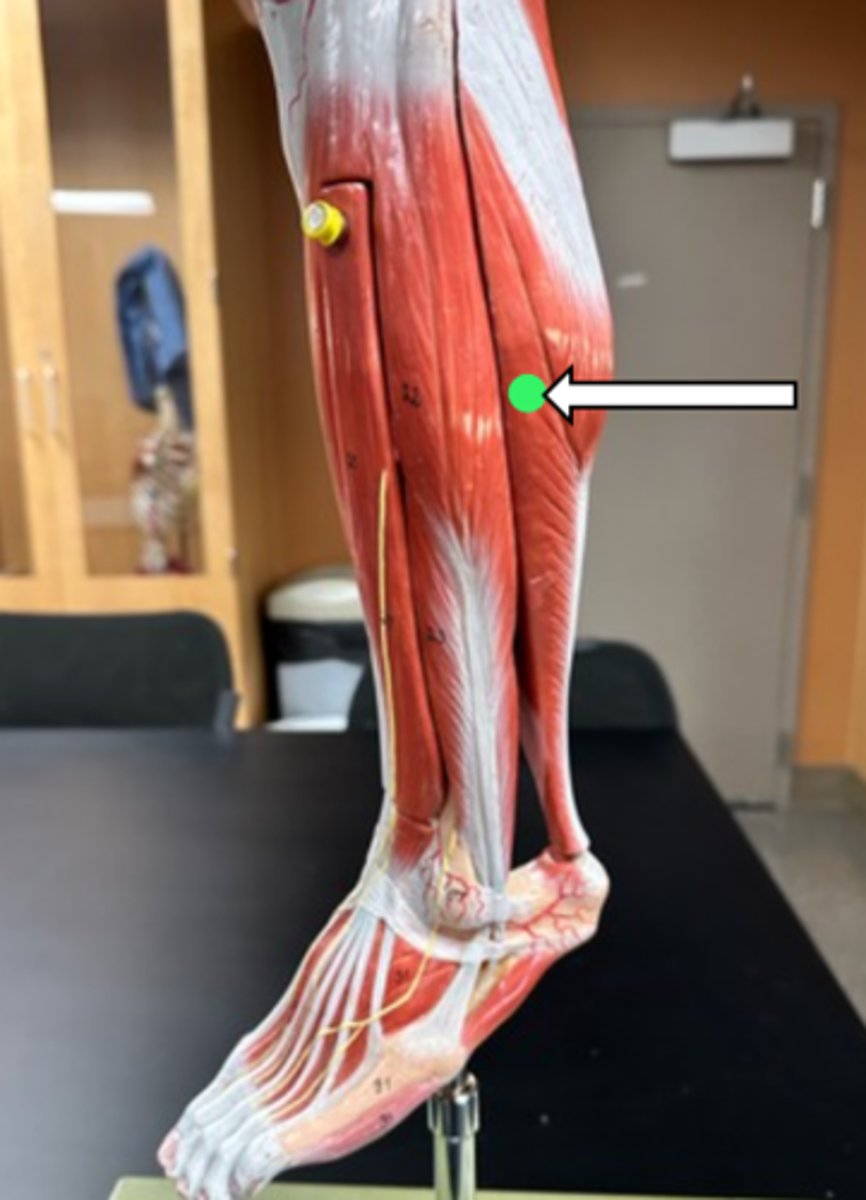 <p>soleus (function)</p>