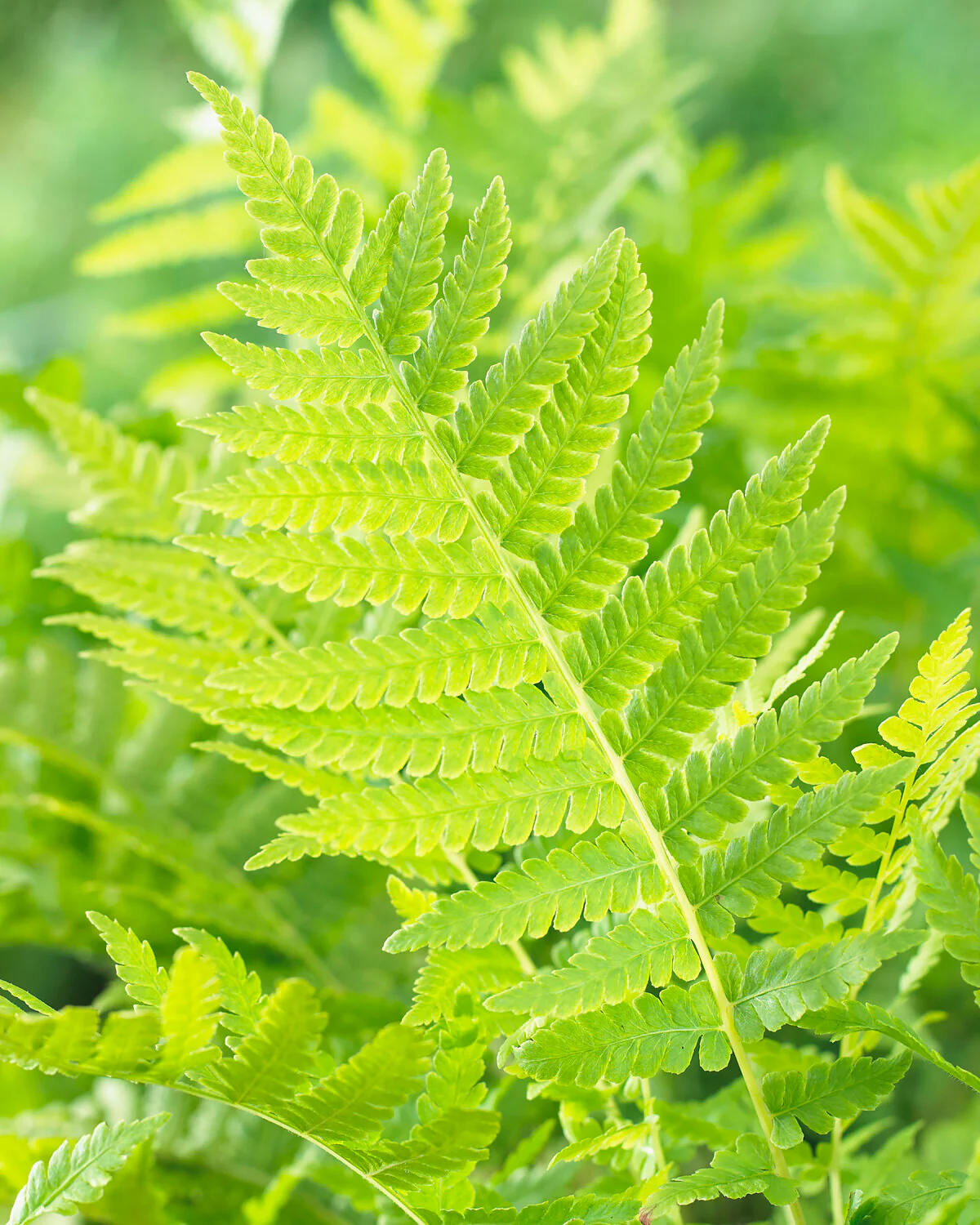 <p>Shuttlecock fern - <em>matteuccia struthiopteris</em></p>