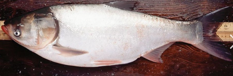 <p>What fish is this and how do you know</p>