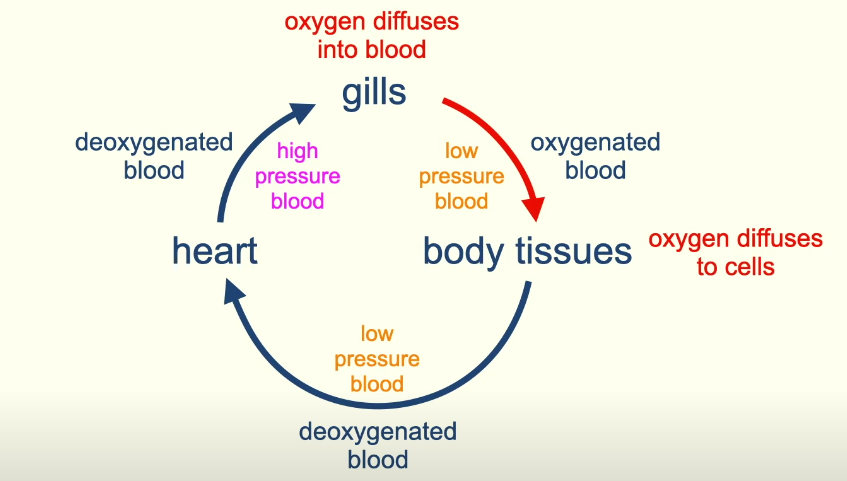 <p>Blood leaves the heart at high pressure but after passing through first set of capillaries to gain oxygen blood pressure decreases</p><p>Blood moves slowly to body tissue</p><p>Limits how rapid oxygen can be transferred to body cells</p>