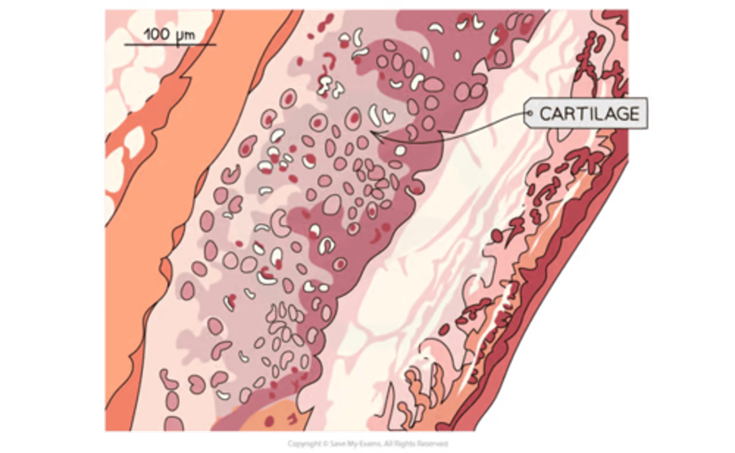 <p>strong + flexible tissue <br>-in the rings along the trachea (tracheal rings)<br>-support the trachea + ensure it stays open while allowing it to move + flex while we breathe</p>