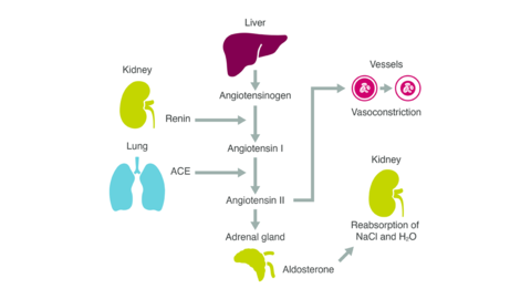 <p>How renin, ADH, and aldosterone interact to maintain plasma volume </p>