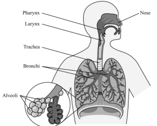 <p>The system that brings oxygen into the body and removes carbon dioxide.</p>