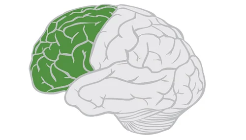 <ol><li><p>language production</p></li><li><p>higher order thinking (creativity, critical thinking)</p></li><li><p>executive functioning (self-management, goals)</p></li><li><p>movement</p></li></ol><p></p>