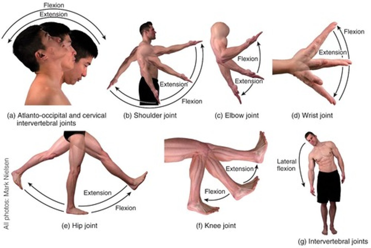 <p>A joint that connects the thigh bone to the shin bone, allowing for bending and straightening of the leg.</p>