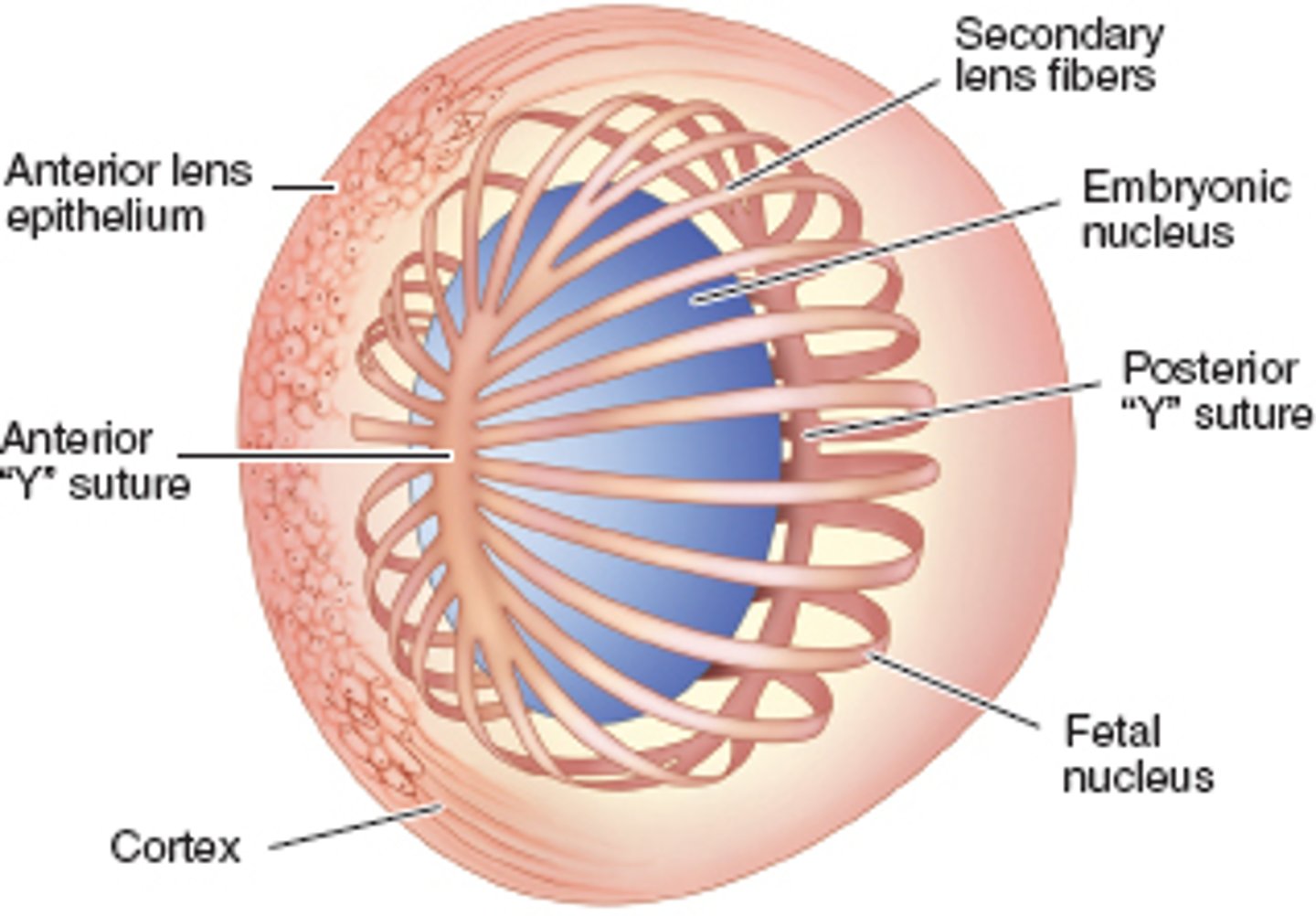 <p>Lens fibers meet</p>