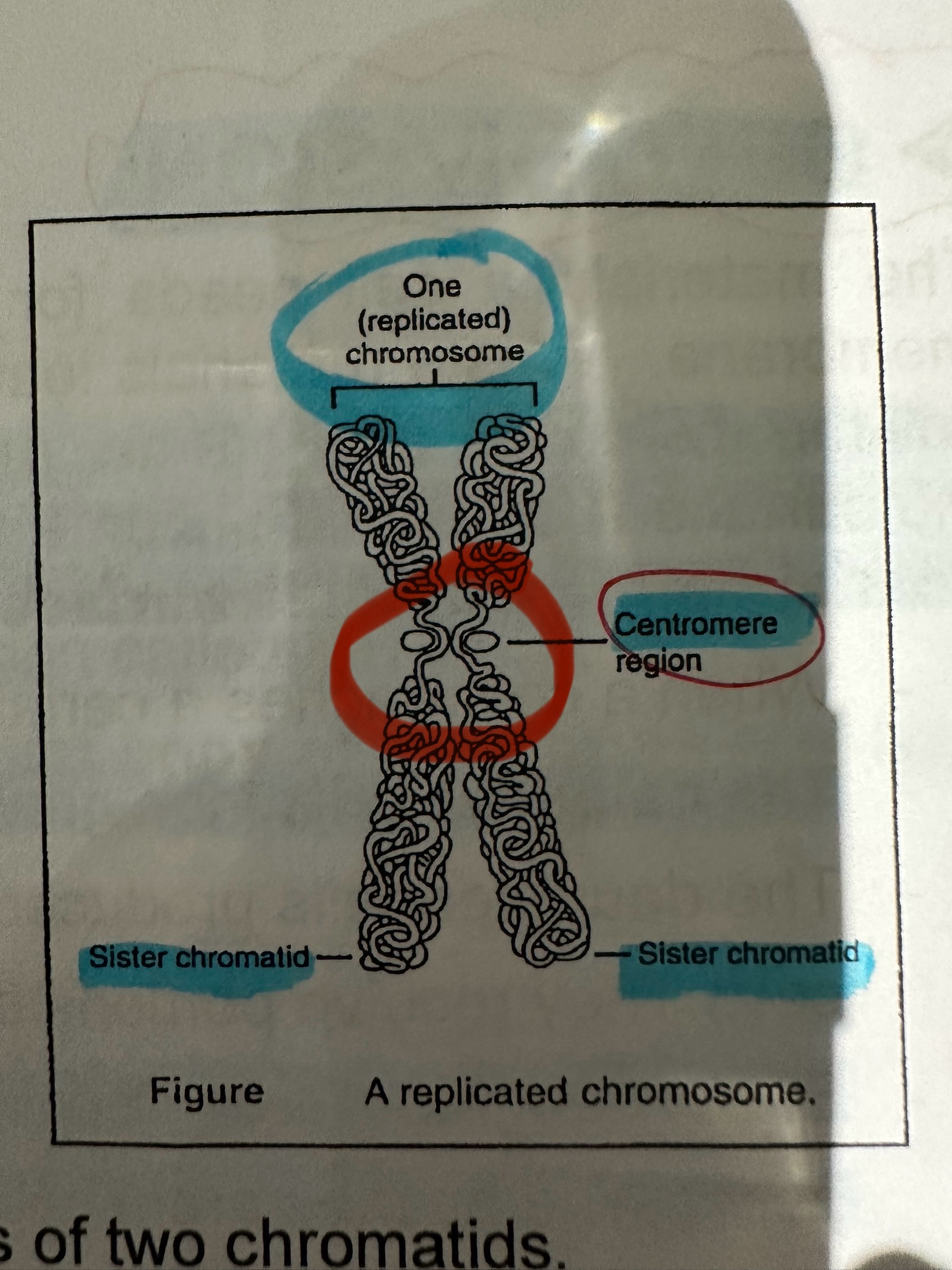 <p>usually located near the middle of the chromatids, some lie near the ends.</p>