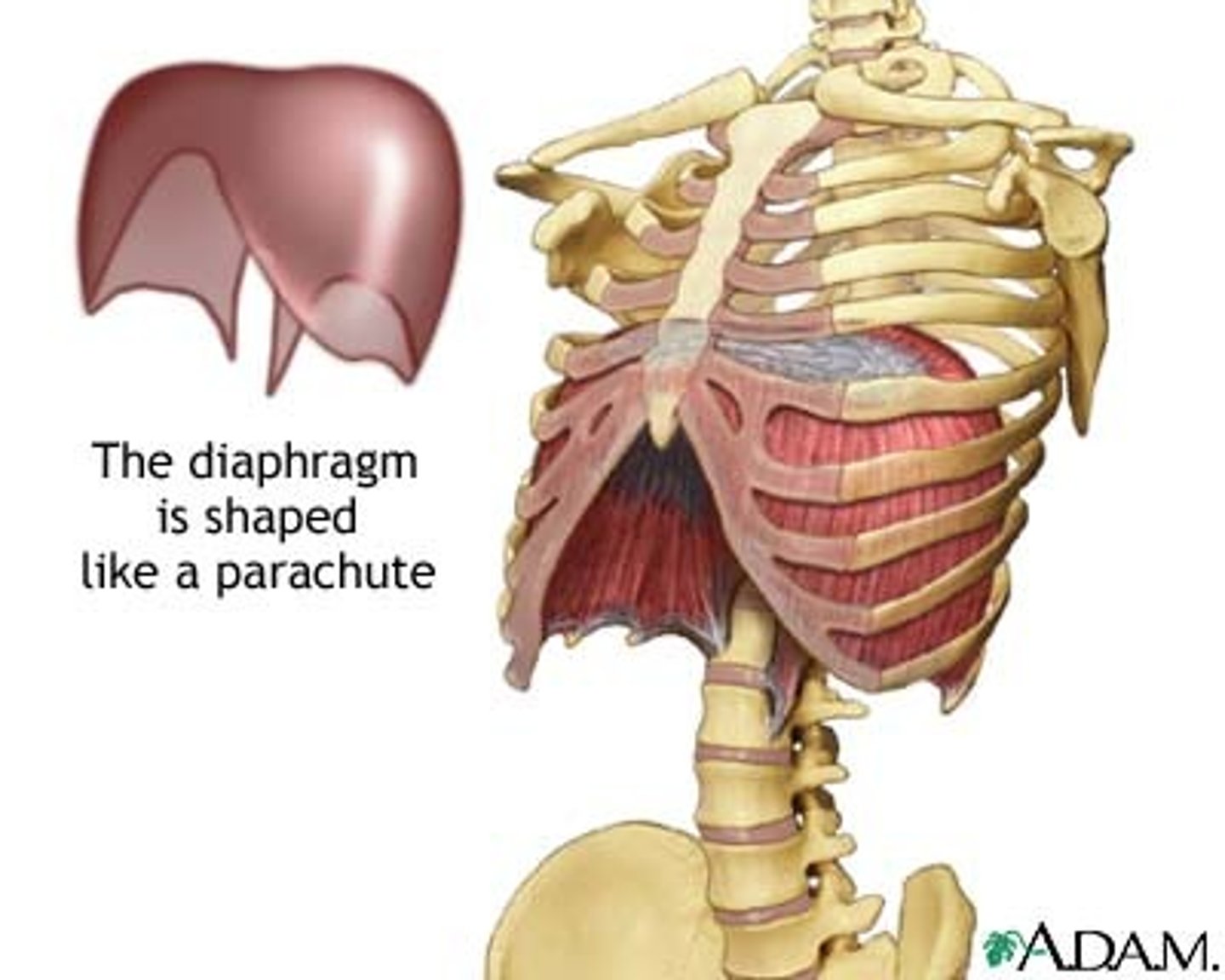 <p>origin:</p><p>xiphoid process, ribs 7-12 [associated costal cartilage], &amp; anterior surface of lumbar vertebrae</p><p>insertion:</p><p>central tendinous sheet</p><p>action:</p><p>contraction expands thoracic cavity &amp; compresses abdominopelvic cavity</p>